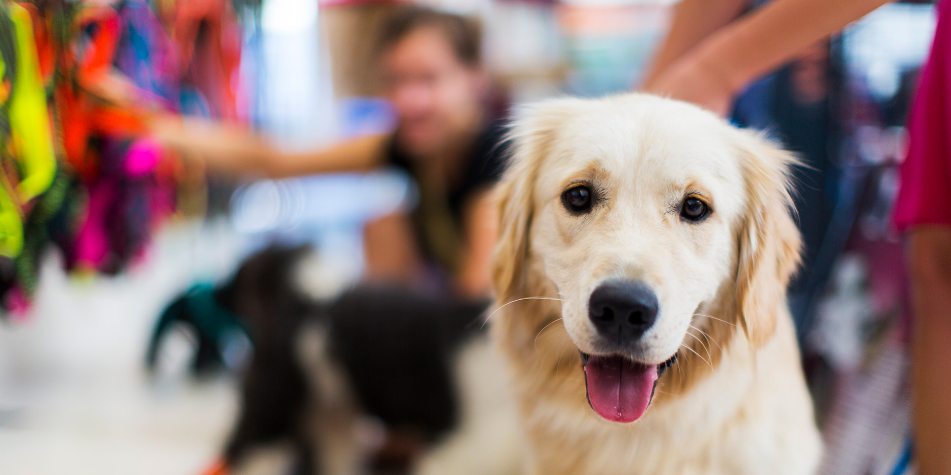 Mover Marketing Should Be a Key Component of Your Pet Store Marketing